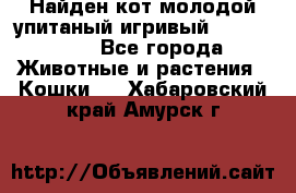 Найден кот,молодой упитаный игривый 12.03.2017 - Все города Животные и растения » Кошки   . Хабаровский край,Амурск г.